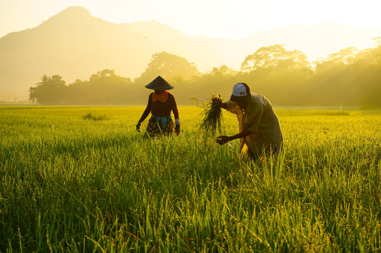 Farmers harvesting rice in a lush field at sunrise in West Nusa Tenggara, Indonesia.
