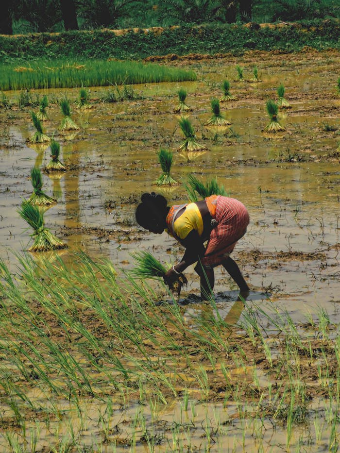 A woman works in a flooded paddy field, planting rice seedlings in rural farmland.