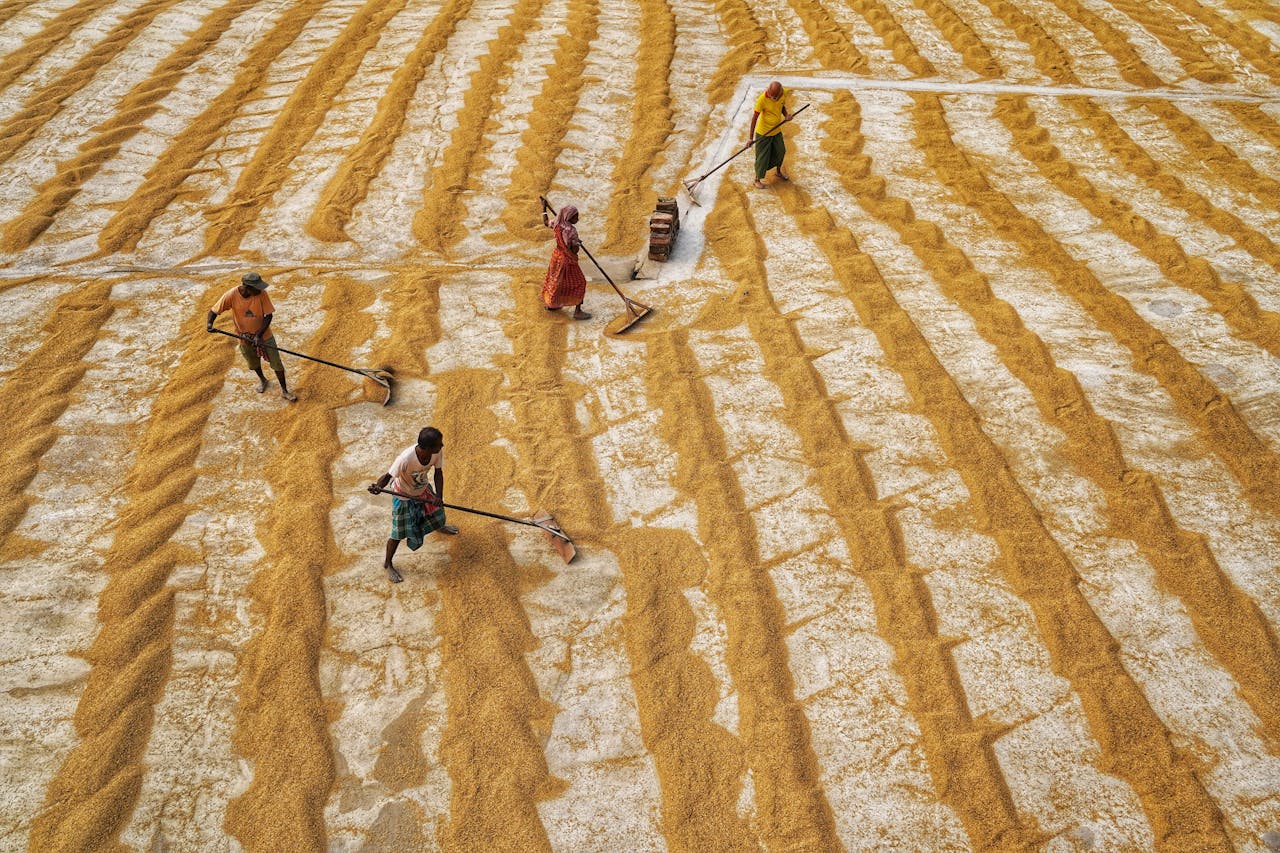 Workers tending drying rice in a field in Habra, India, aerial view.